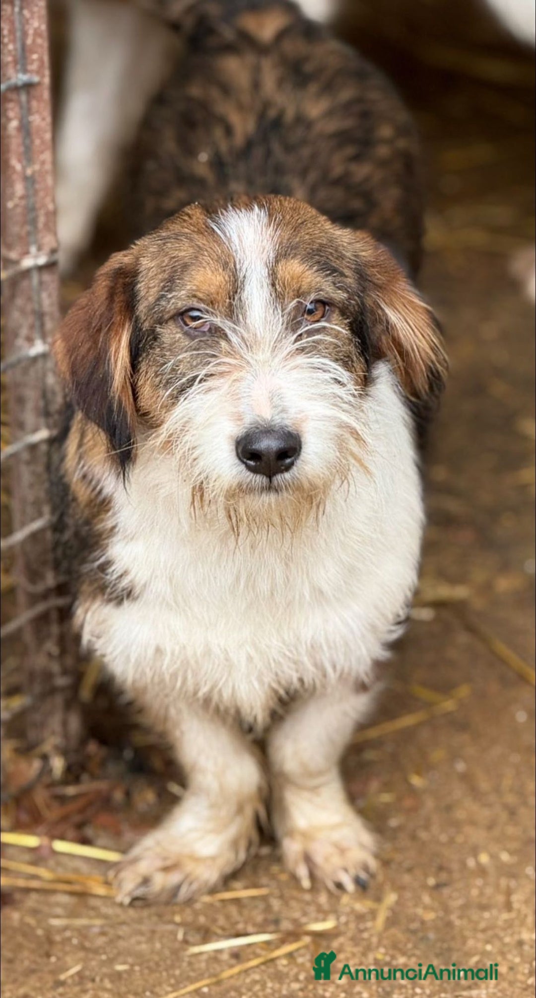 Meticcio cani in regalo: SPANK, pelosone super coccolone! - Annuncio 3