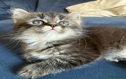 Siberiano gatti in vendita: Cuccioli gatto siberiano a Provincia di Padova - Immagine 10