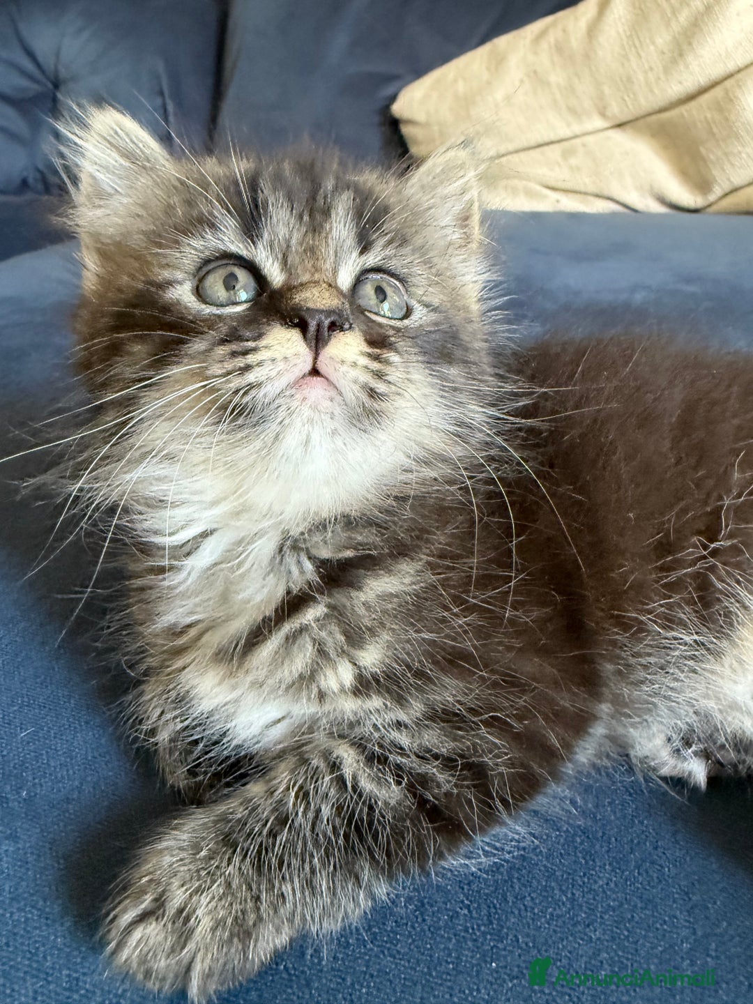 Siberiano gatti in vendita: Cuccioli gatto siberiano a Provincia di Padova - Immagine 10