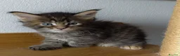 Maine Coon gatti in vendita: Cucciola Maine coon  - Annuncio 1