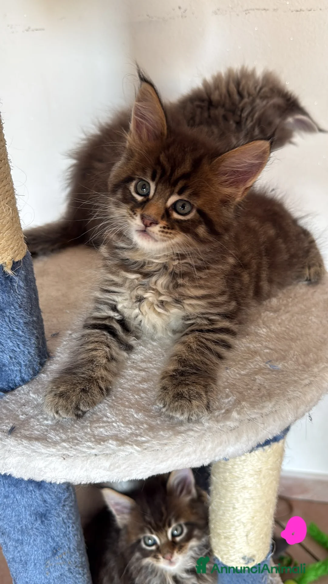 Maine Coon gatti in vendita: Splendide cucciole di Maine Coon - Annuncio 4