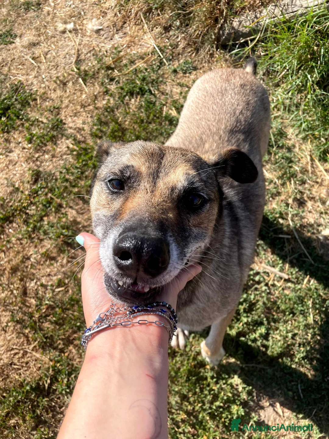 Meticcio cani in regalo: FRANZ, regaliamogli un futuro - Annuncio 13