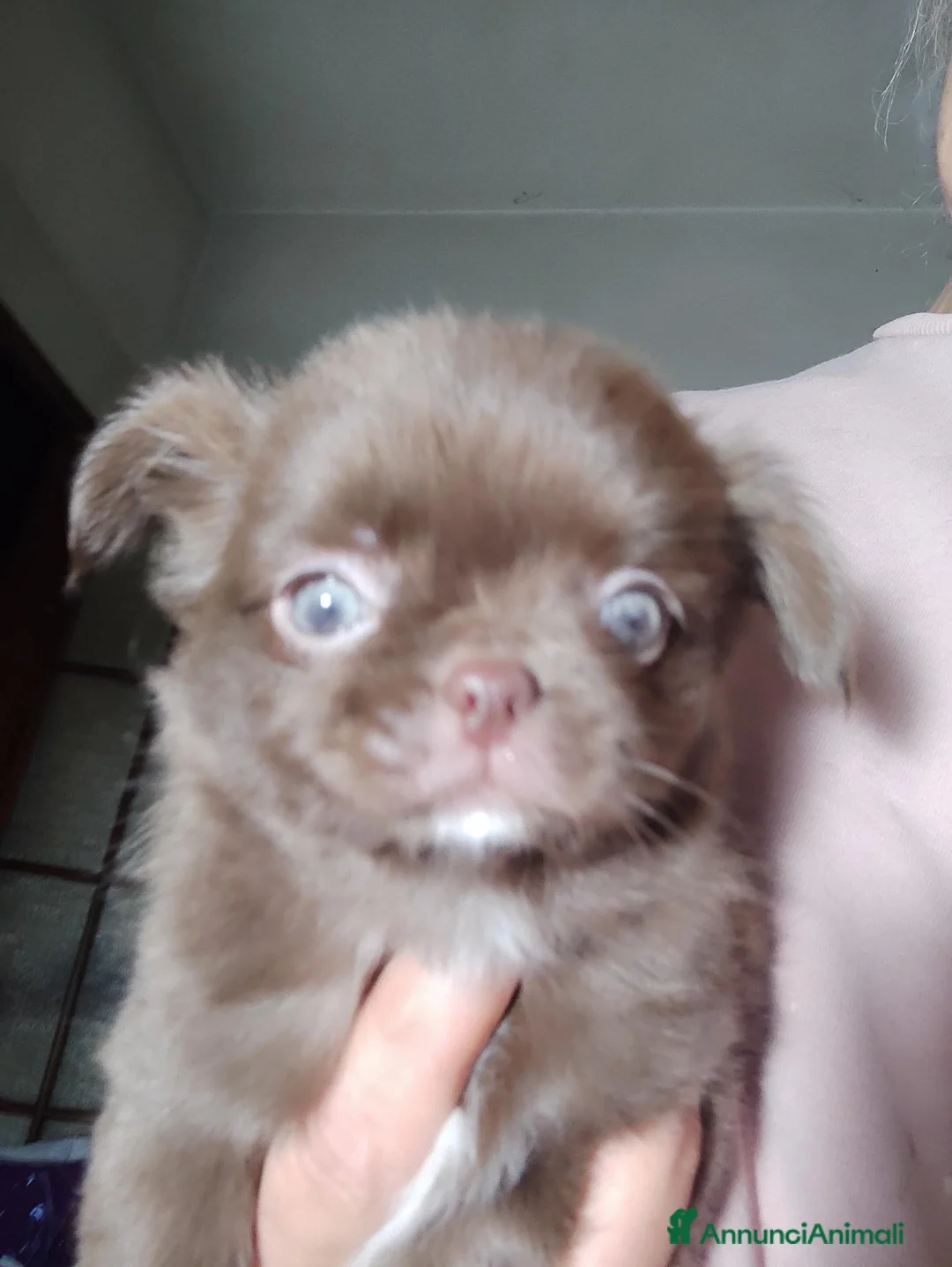 Chihuahua cani in vendita: Chihuahua pelo lungo  a Città metropolitana di Roma Capitale - Annuncio 2