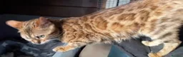Bengala gatti in vendita: Cucciola bengal con difetto  - Annuncio 7