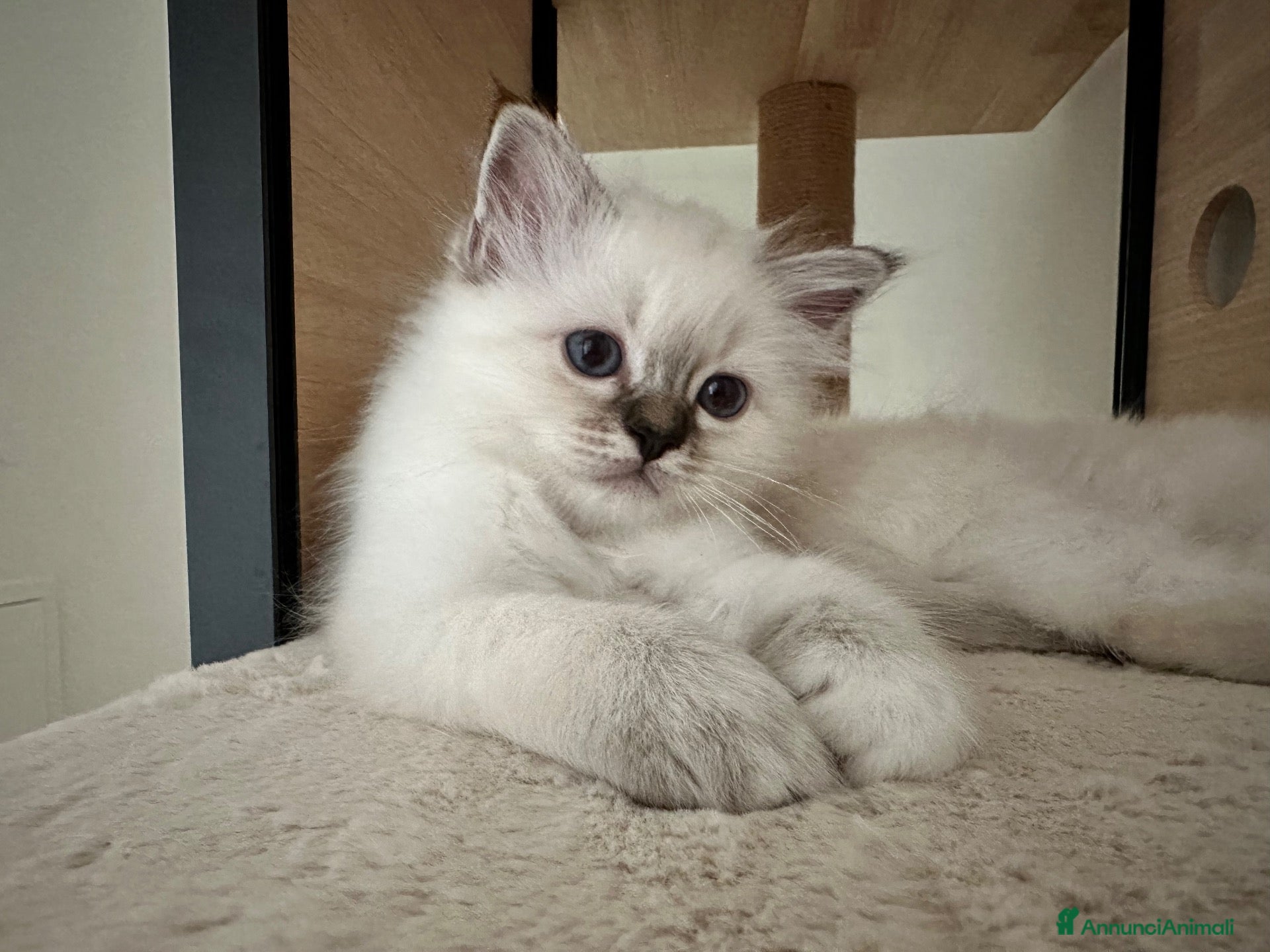 Sacro di Birmania gatti Cuccioli Sacro di Birmania - Annuncio 18