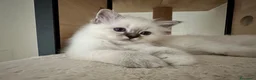 Sacro di Birmania gatti in vendita: Cuccioli Sacro di Birmania - Annuncio 1