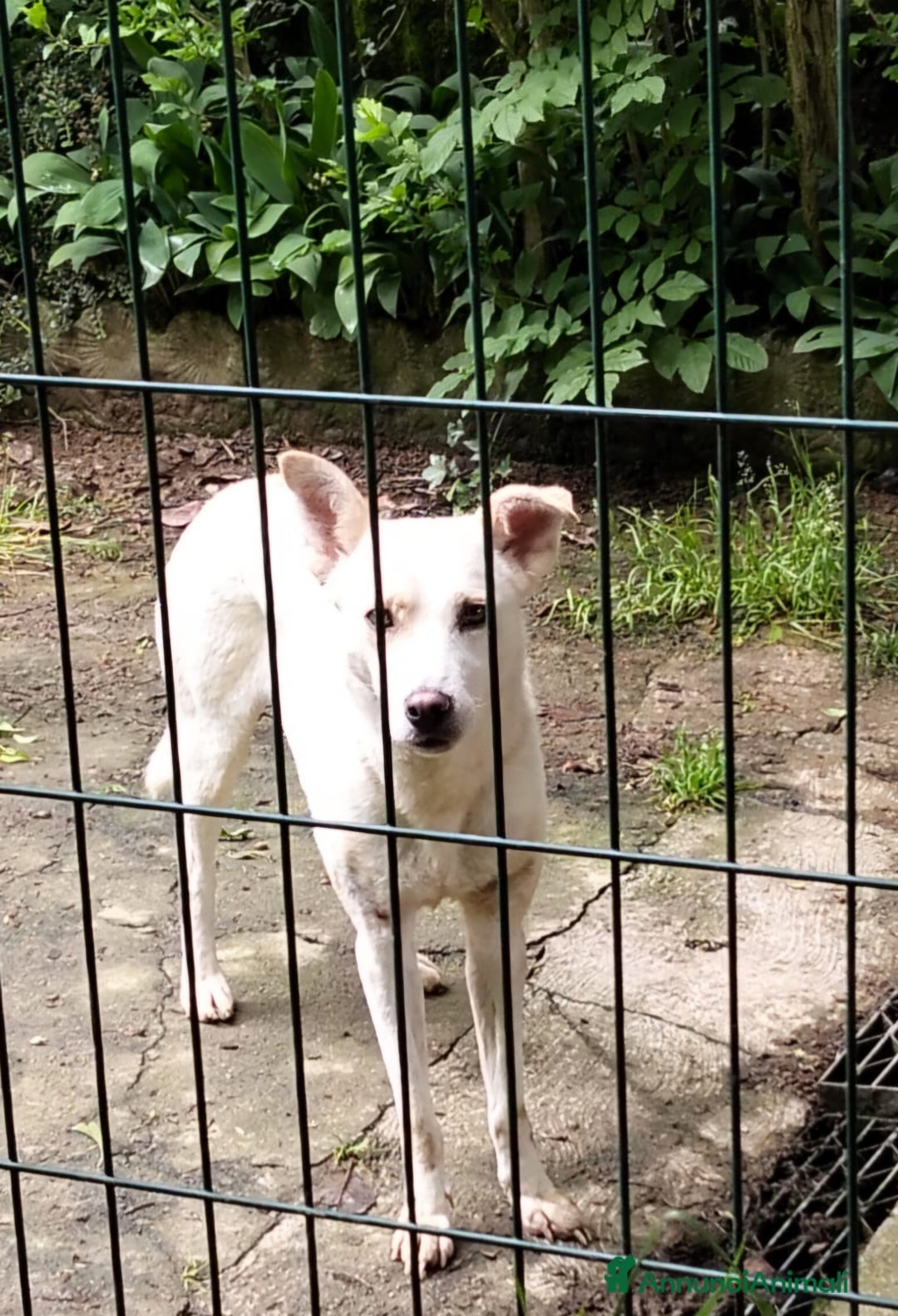 Meticcio cani in regalo: ALICE  a Città Metropolitana di Torino - Immagine 11