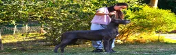 Alano cani in vendita: Cuccioli Alano Neri e blu - Annuncio 2
