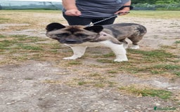 Akita Americano cani in regalo: MOON 🩷 - Akita ha bisogno di una casa fresca 😥 a Provincia di Pavia - Immagine 3