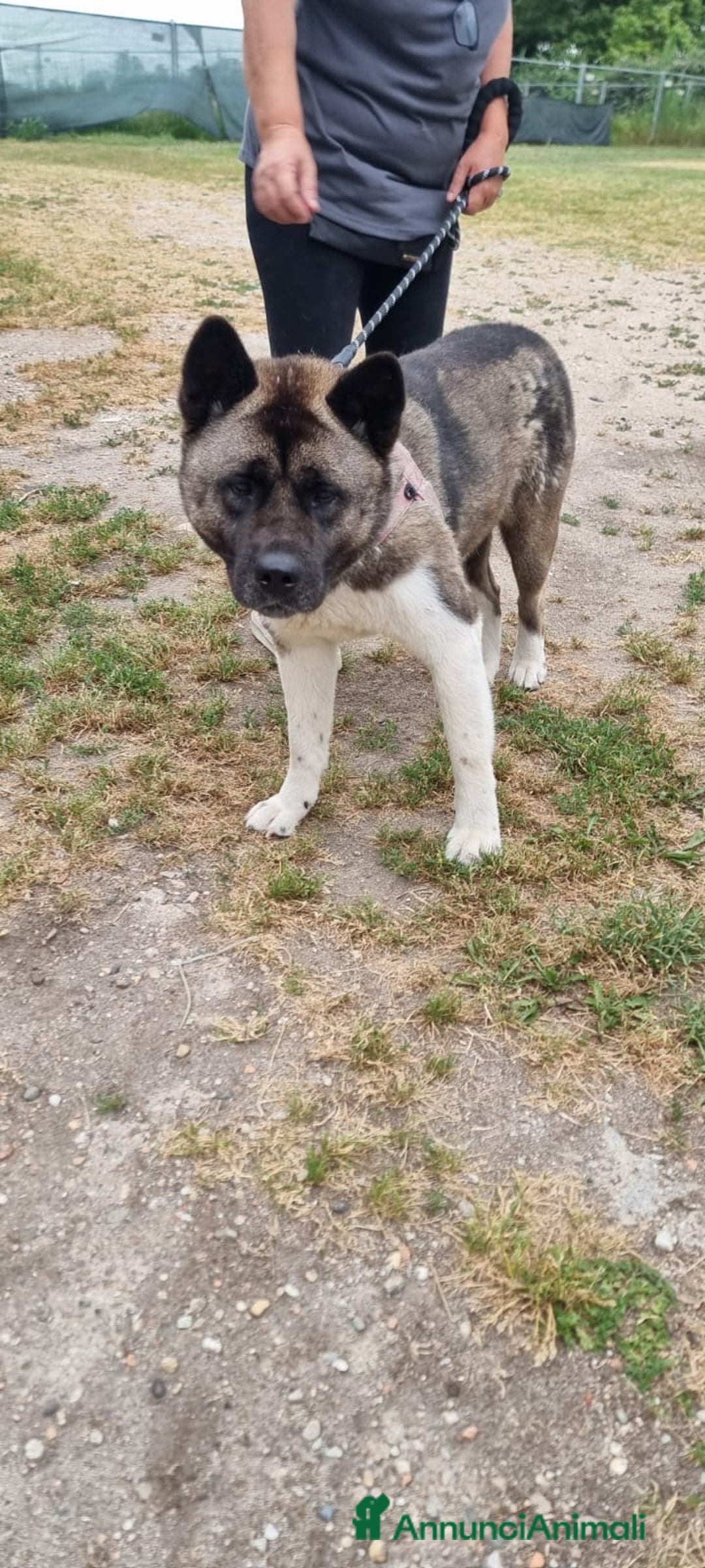 Akita Americano cani in regalo: MOON 🩷 - Akita ha bisogno di una casa fresca 😥 a Provincia di Pavia - Immagine 3