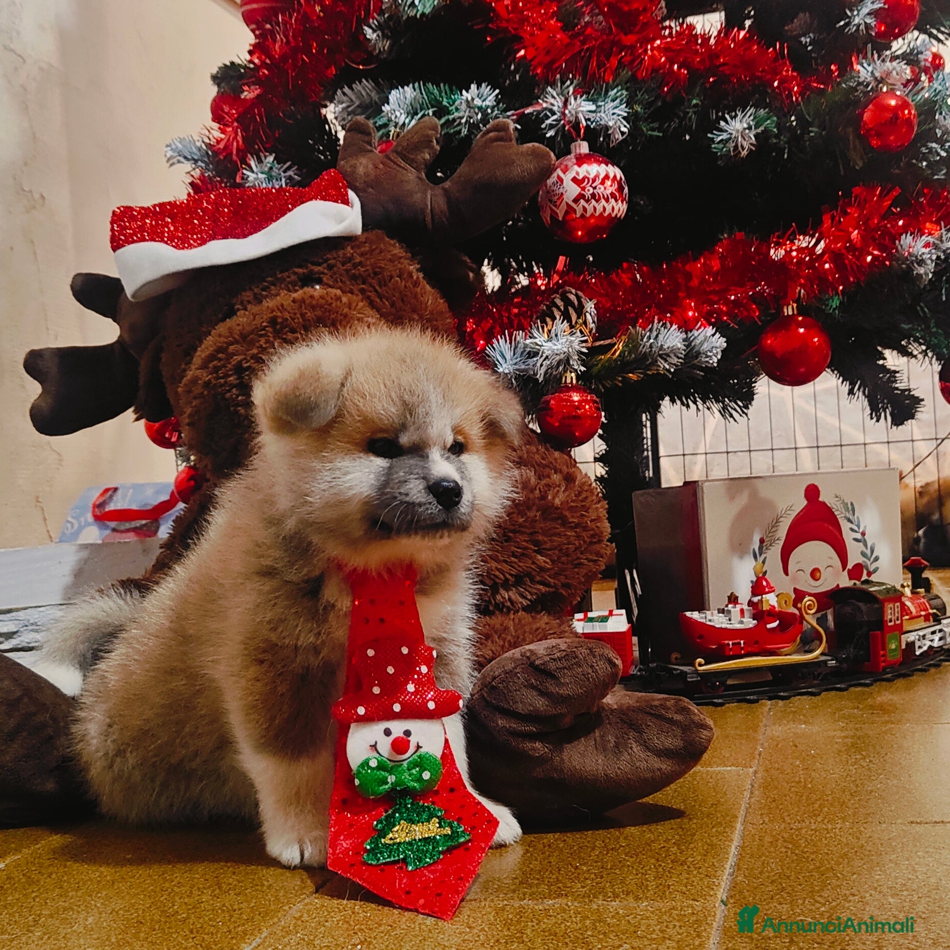Akita Inu cani CUCCIOLI AKITA da allevamento ENCI - Annuncio 1