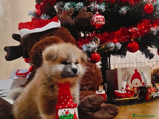 Akita Inu cani CUCCIOLI AKITA da allevamento ENCI - Annuncio 1