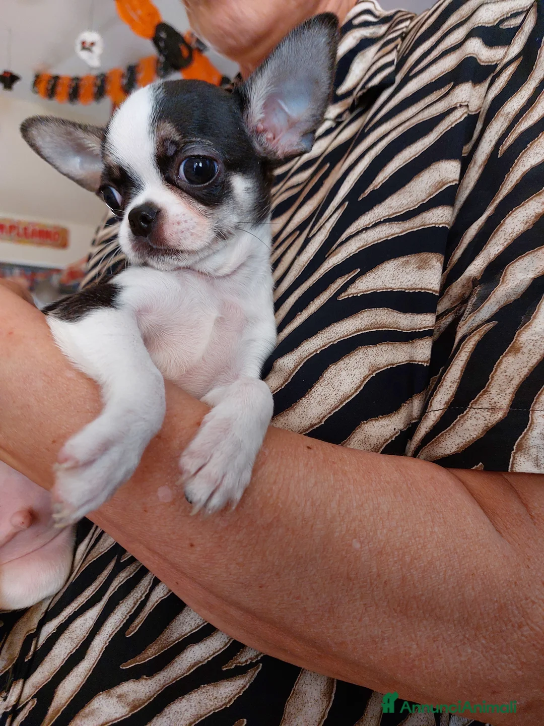 Immagine della galleria {{count}}