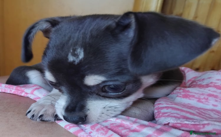 Chihuahua cani a Città metropolitana di Milano - Annuncio 3