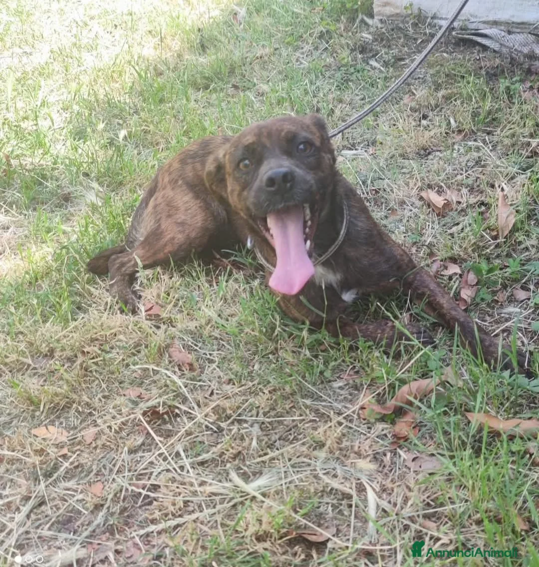 Boxer cani in regalo: Cagnolini incrocio boxer - Annuncio 2