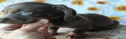 Bassotto cani in vendita: Bassotto maschio - Annuncio 3