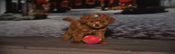 Barboncino Toy cani in vendita: Barboncino mini toy - Annuncio 3