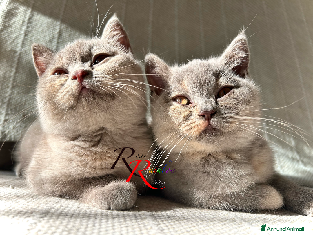 British gatti in vendita: Gatti e British Shorthair  - Annuncio 3