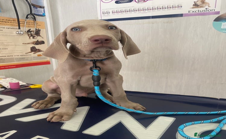 Weimaraner cani a Città Metropolitana di Napoli - Annuncio 7