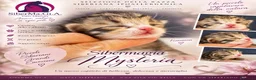 Siberiano gatti in vendita: SIBERIANI GATTINI IPOALLERGENICI - Annuncio 11