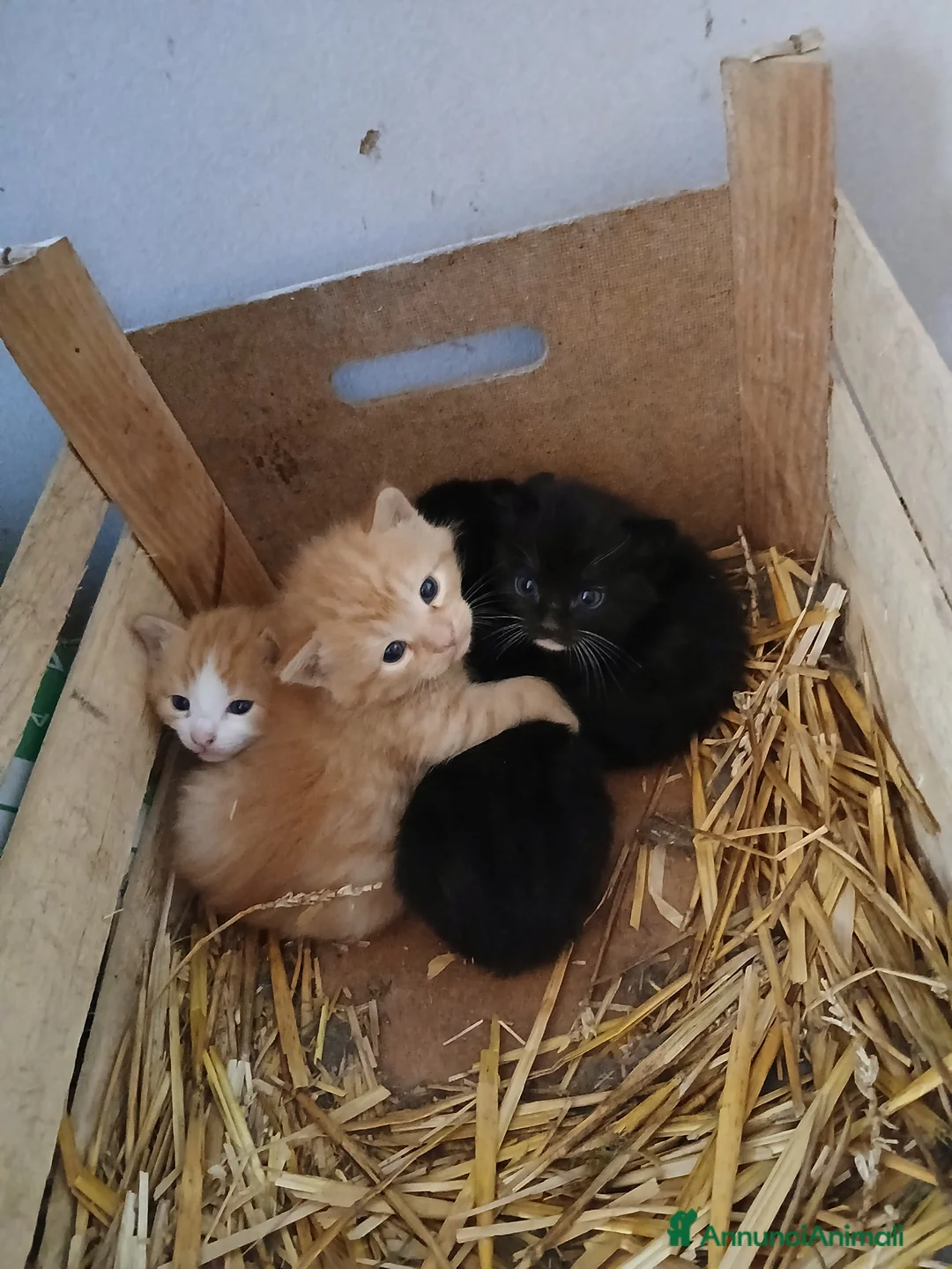 Europeo gatti in regalo: Regalo bellissimi gattini a Città Metropolitana di Torino - Annuncio 2