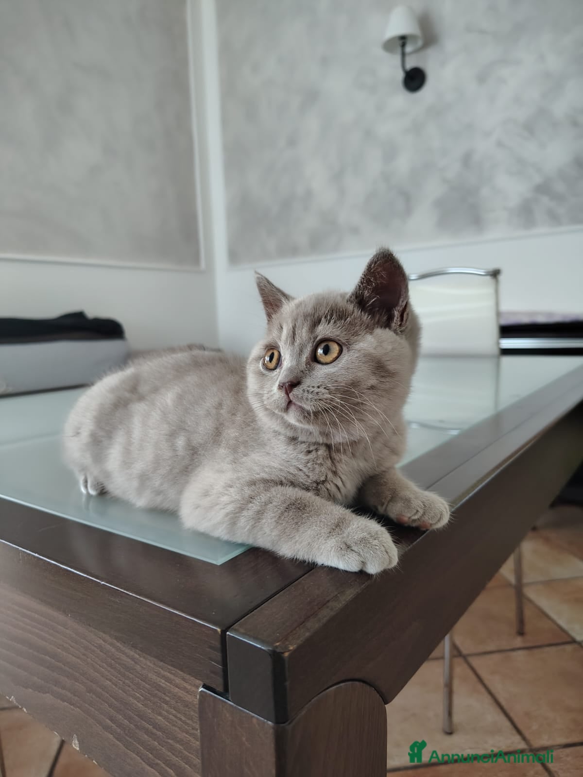 British gatti Splendido cucciolo British Shorthair Lilac - Annuncio 3