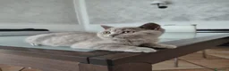 British gatti in vendita: Splendido cucciolo British Shorthair Lilac - Annuncio 1