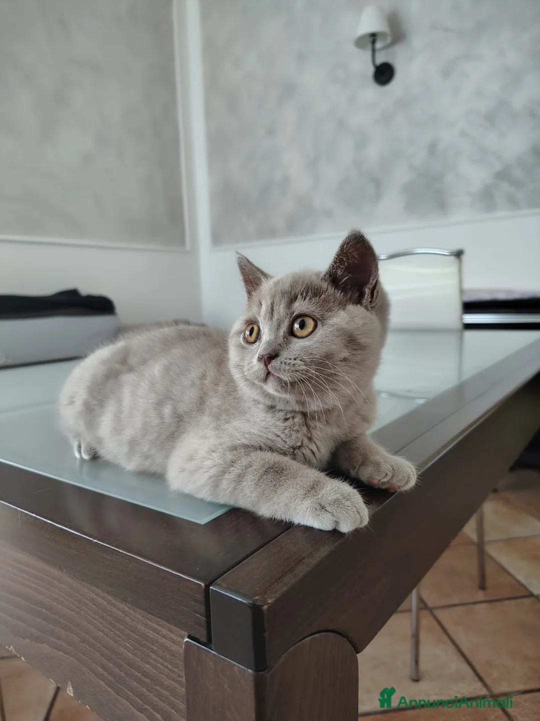 British gatti in vendita: Splendido cucciolo British Shorthair Lilac - Annuncio 1
