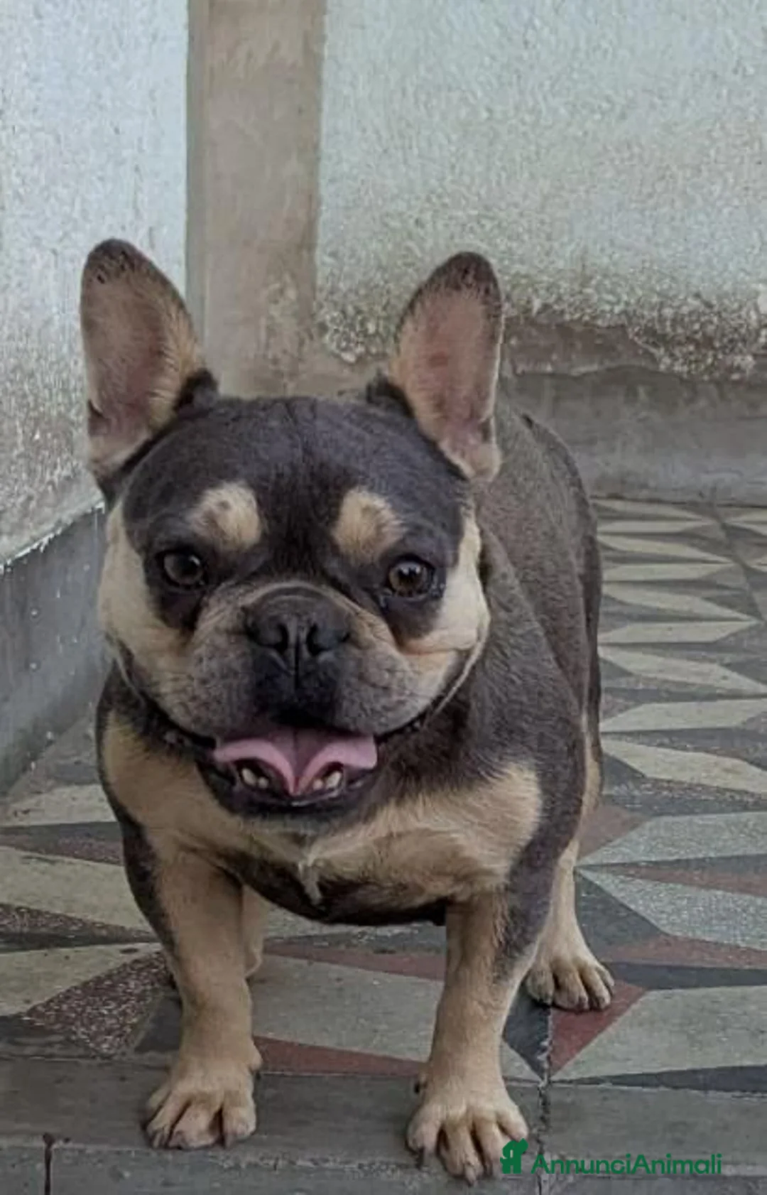 Bulldog Francese cani in vendita: Bulldog francese fawn blu - Annuncio 8