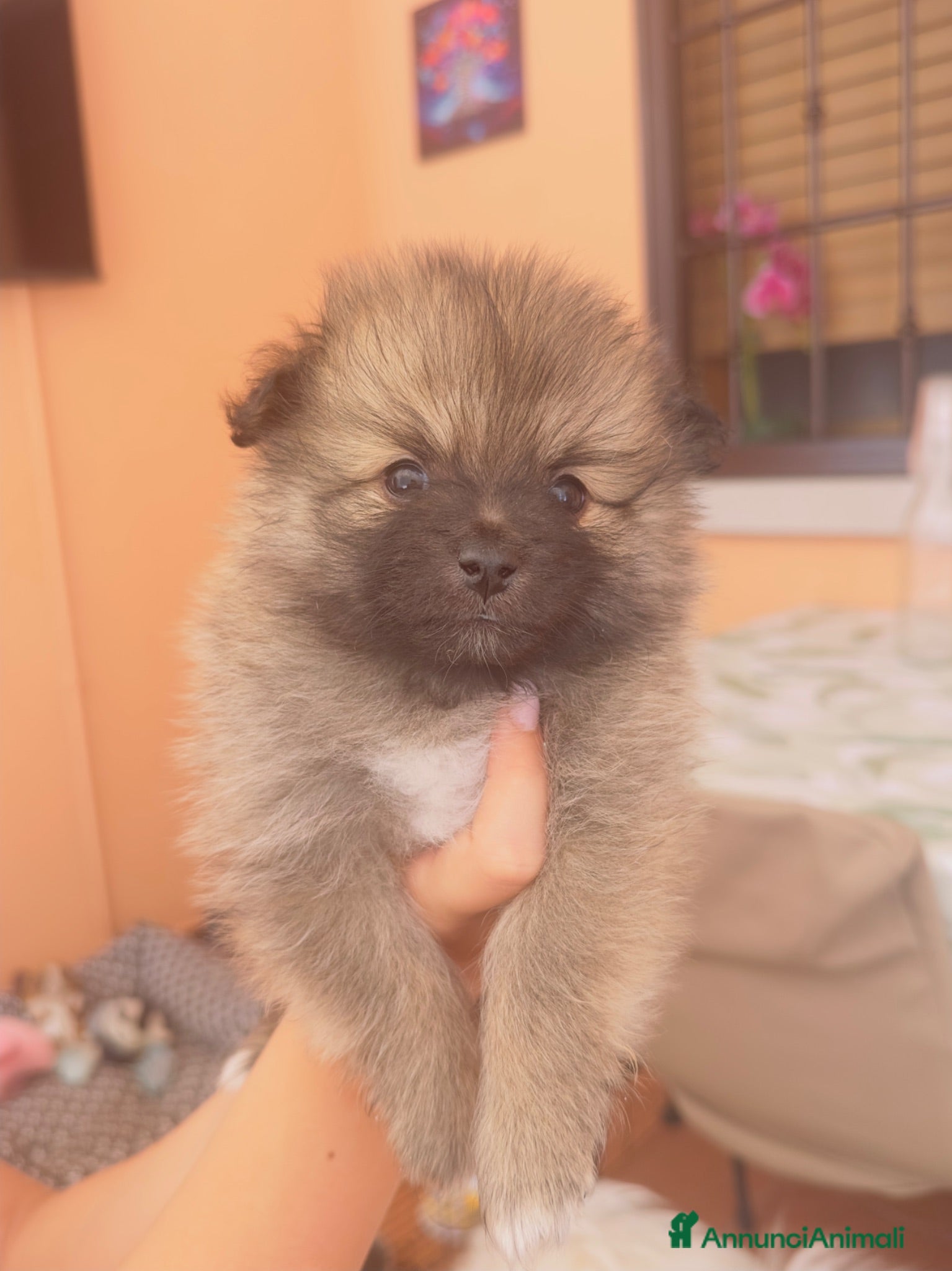 Volpino Pomerania cani Volpino di Pomerania  - Annuncio 2