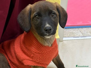 Meticcio cani 5 DOLCISSIMI CUCCIOLI! 3 mesi e mezzo. - Annuncio 4