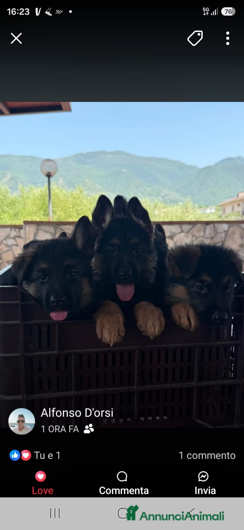 Pastore Tedesco cani Pastore tedesco  - Annuncio 26