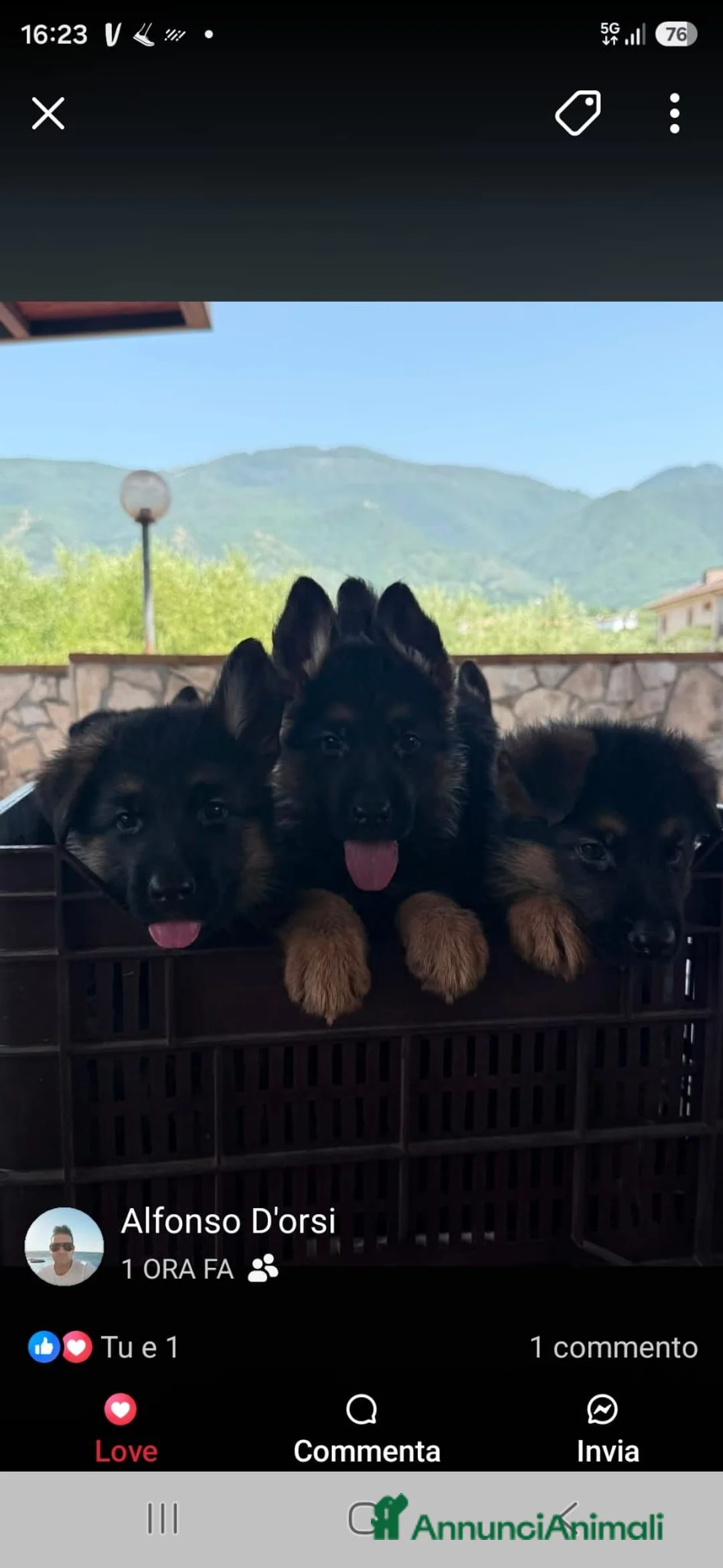Pastore Tedesco cani in vendita: Pastore tedesco  - Annuncio 1