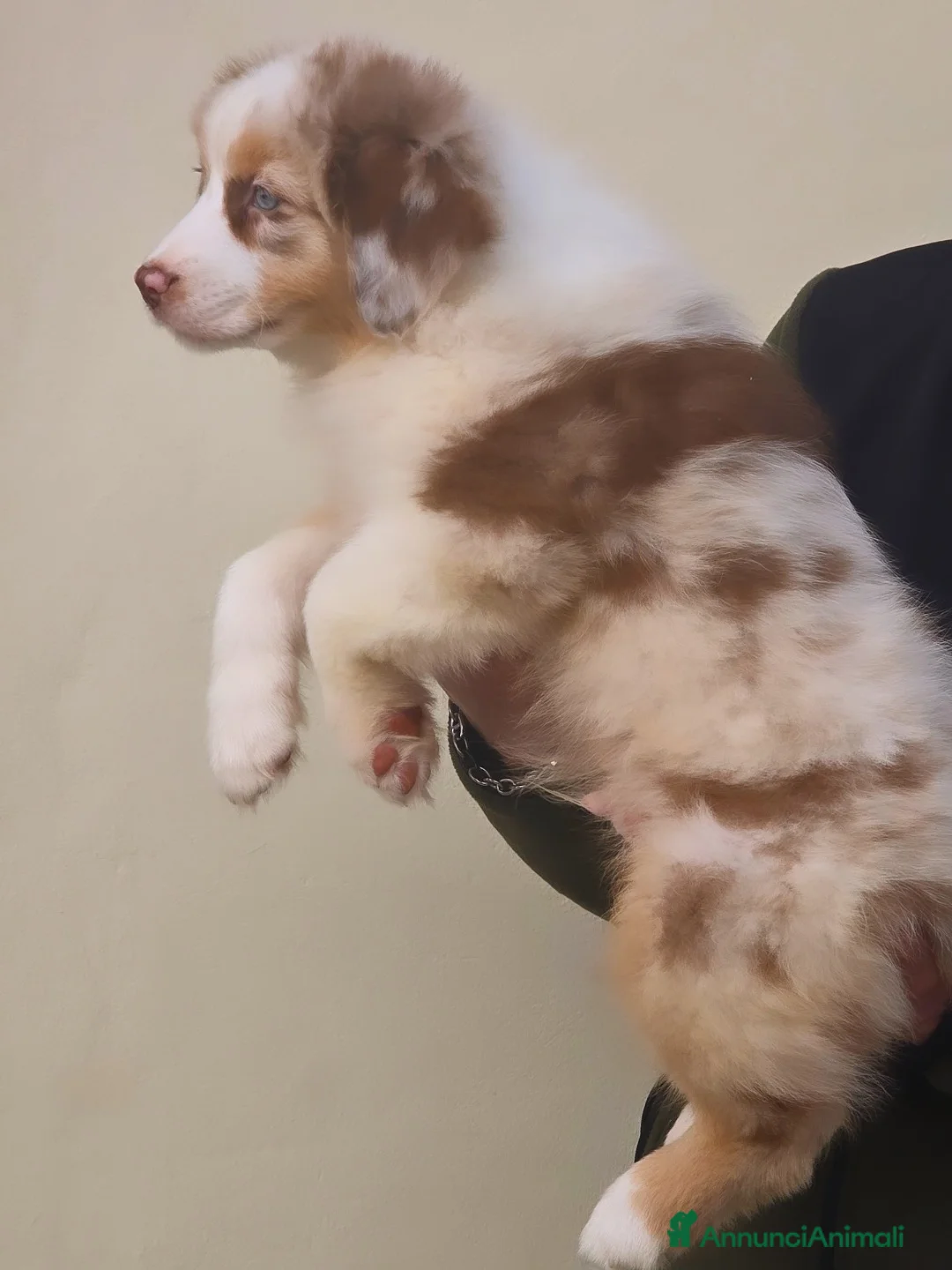 Australian Shepherd cani in vendita: cucciolo maschio pastore australiano pedigree  - Annuncio 2