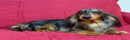 Bassotto cani in vendita: DISPONIBILE MASCHIO A PELO LUNGO  - Annuncio 7