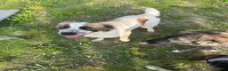 Meticcio cani in regalo:     ATENE 🩷 UNA CASA PER TORNARE A SORRIDERE a Città Metropolitana di Bologna - Annuncio 4