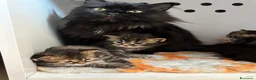 Siberiano gatti in vendita: Gattino siberiano ipoallergenico  - Annuncio 2