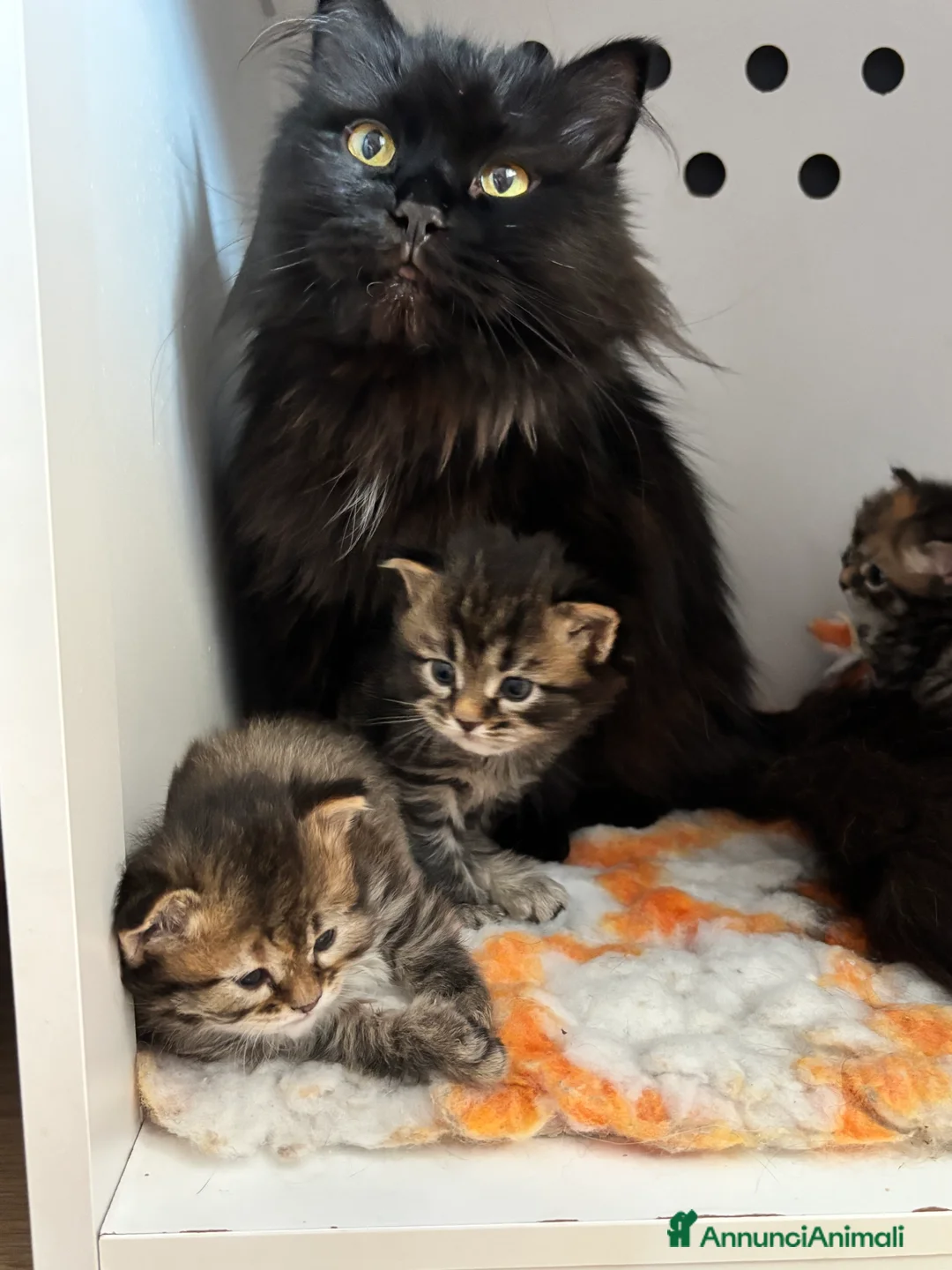 Siberiano gatti in vendita: Gattino siberiano ipoallergenico  - Annuncio 2