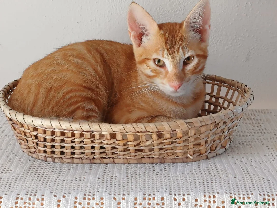 Europeo gatti in regalo: GATTINE 3 MESI - Annuncio 2