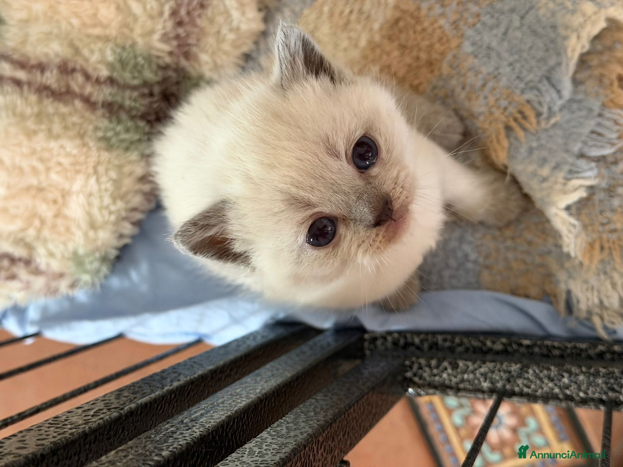 Scottish gatti scottish gattini - Annuncio 1
