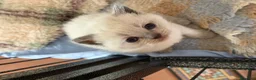 Scottish gatti in vendita: scottish gattini - Annuncio 1