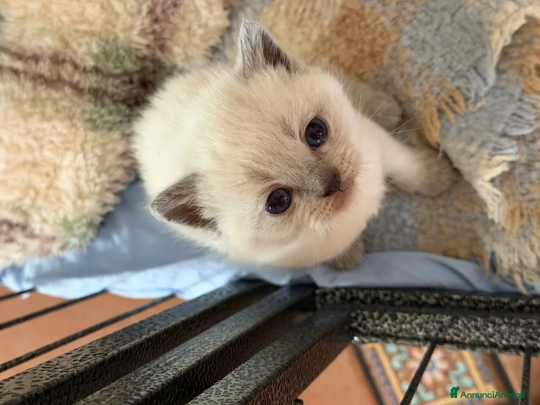 Scottish gatti in vendita: scottish gattini - Annuncio 1