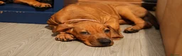 Rhodesian Ridgeback cani in vendita: Cuccioli Rhodesian Ridgeback con Pedigree ENCI - Annuncio 38