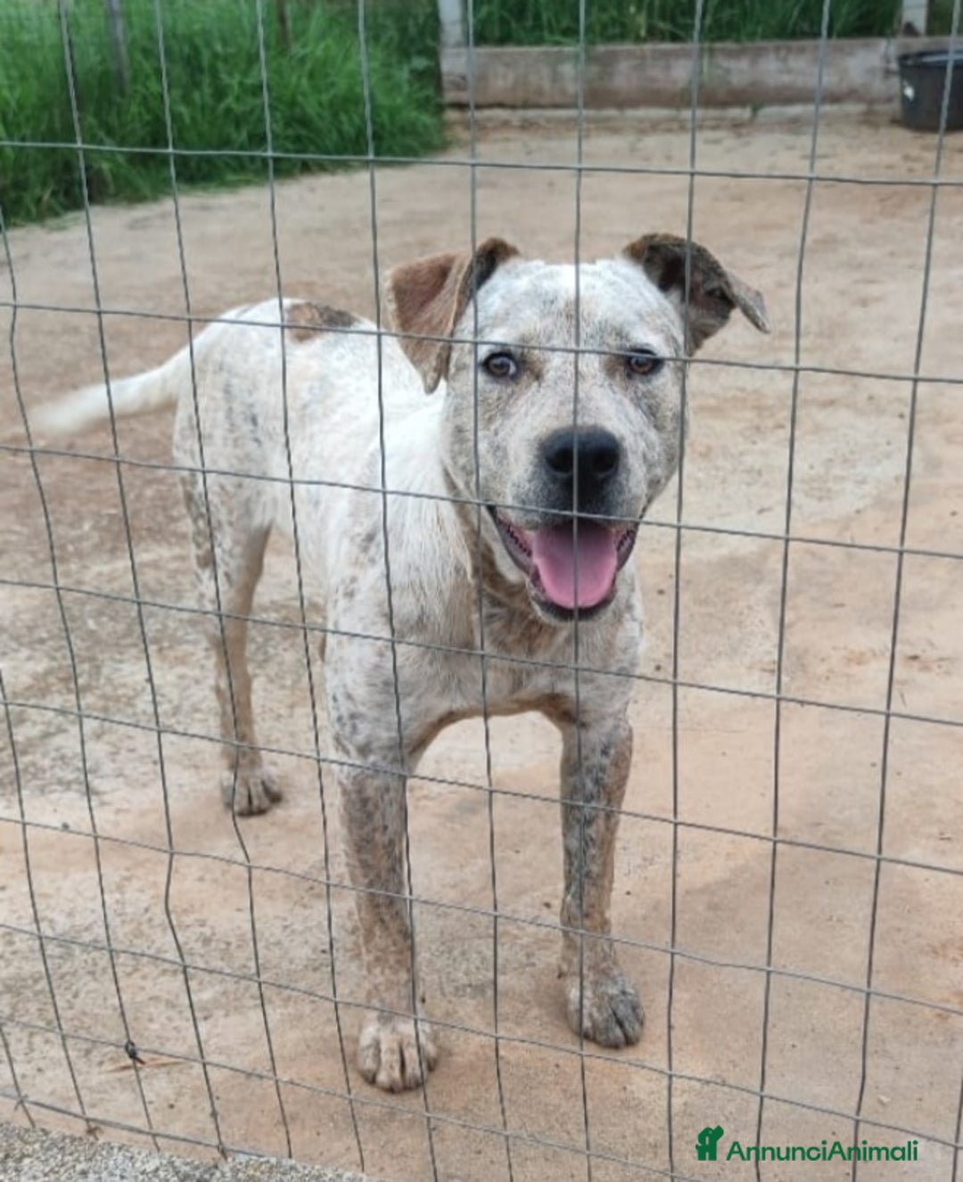 Meticcio cani in regalo: Molossino 2anni mollato 1anno fa..in canile.COSENZ a Città metropolitana di Milano - Annuncio 3