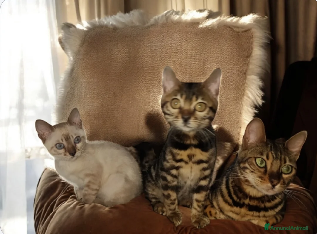 Bengala gatti in vendita: Splendidi gattini del Bengala  - Annuncio 9