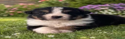 Australian Shepherd cani in vendita: Maschietti Pastore Australiano  a Città Metropolitana di Genova - Annuncio 3