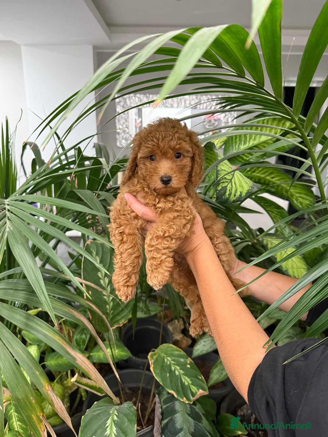 Barboncino cani in vendita: Barboncini nanetti 🐩🐩🐩 - Immagine 9