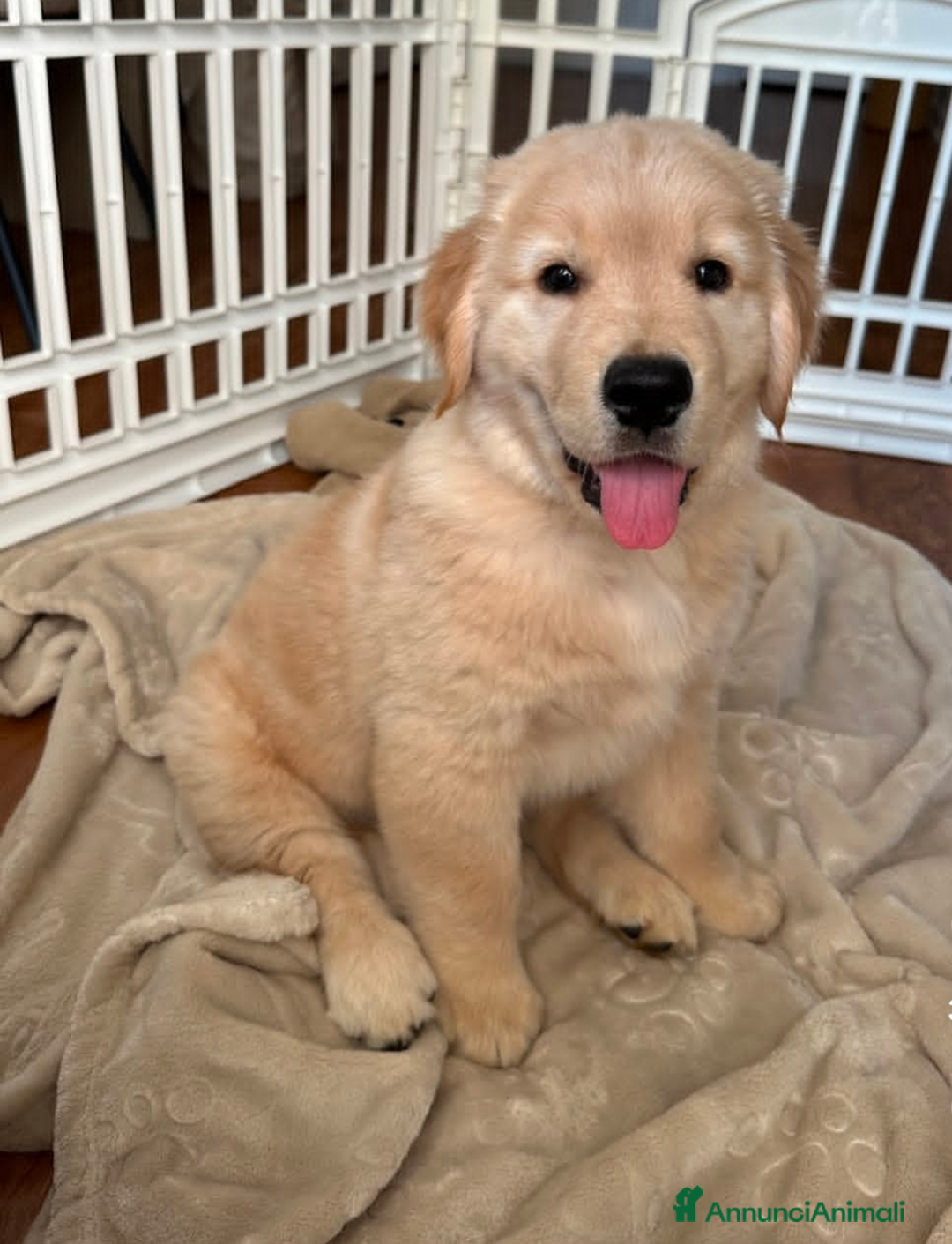 Golden Retriever cani in regalo: Cuccioli di Golden Retriever di razza pura  - Annuncio 1