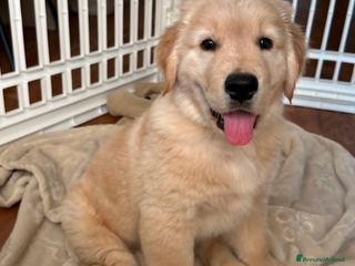 Golden Retriever cani in regalo: Cuccioli di Golden Retriever di razza pura - Annuncio 2