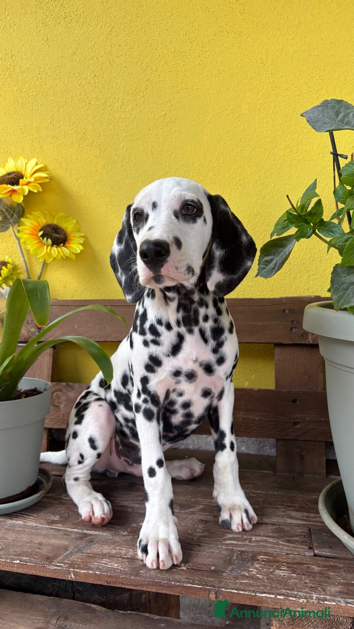 Dalmata cani Cuccioli di Dalmata con Pedigree ENCI - Annuncio 2